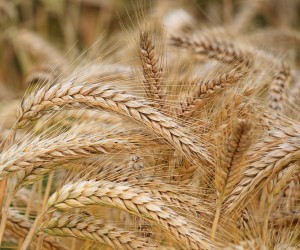 Die Wiedergeburt alter und einheimischer Sorten in Italien | AgriCook